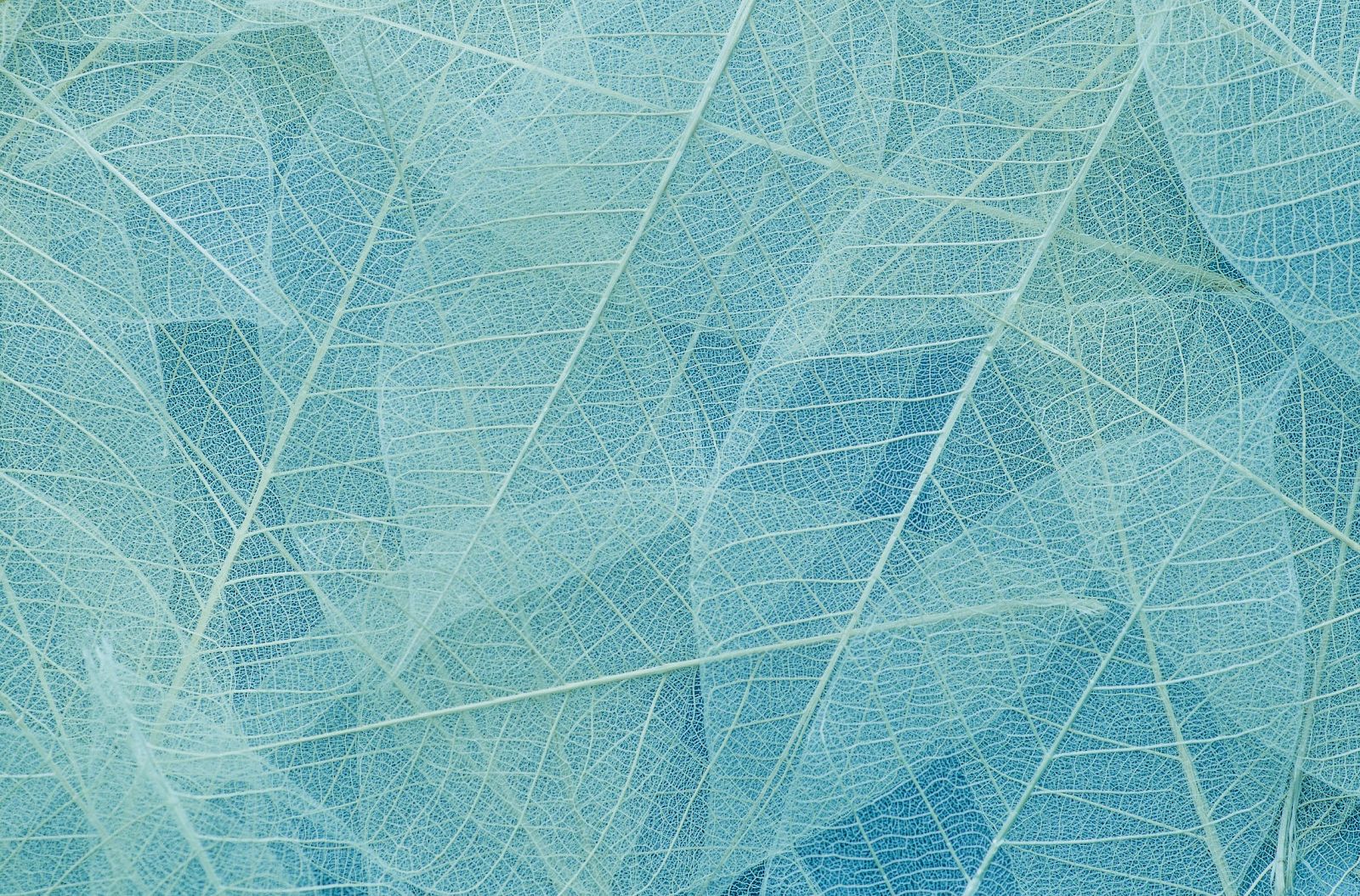 A close-up of delicate, translucent leaves with intricate vein patterns, layered in shades of pale blue and green.