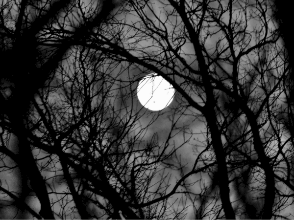 A bright full moon glows behind bare, twisting tree branches in a moody black-and-white night scene.